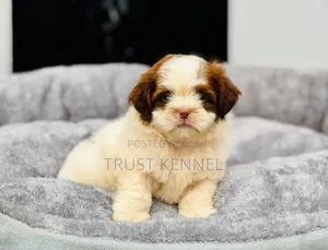 1-3 months Male Purebred Poodle