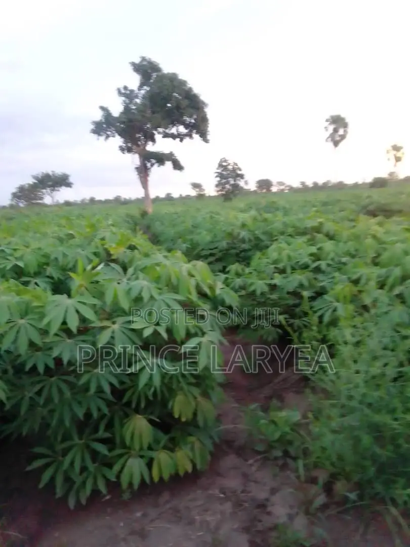 70 Acres of Farmland in Kintampo for Sale