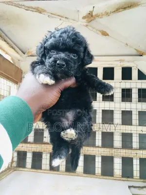 0-1 month Female Purebred Poodle