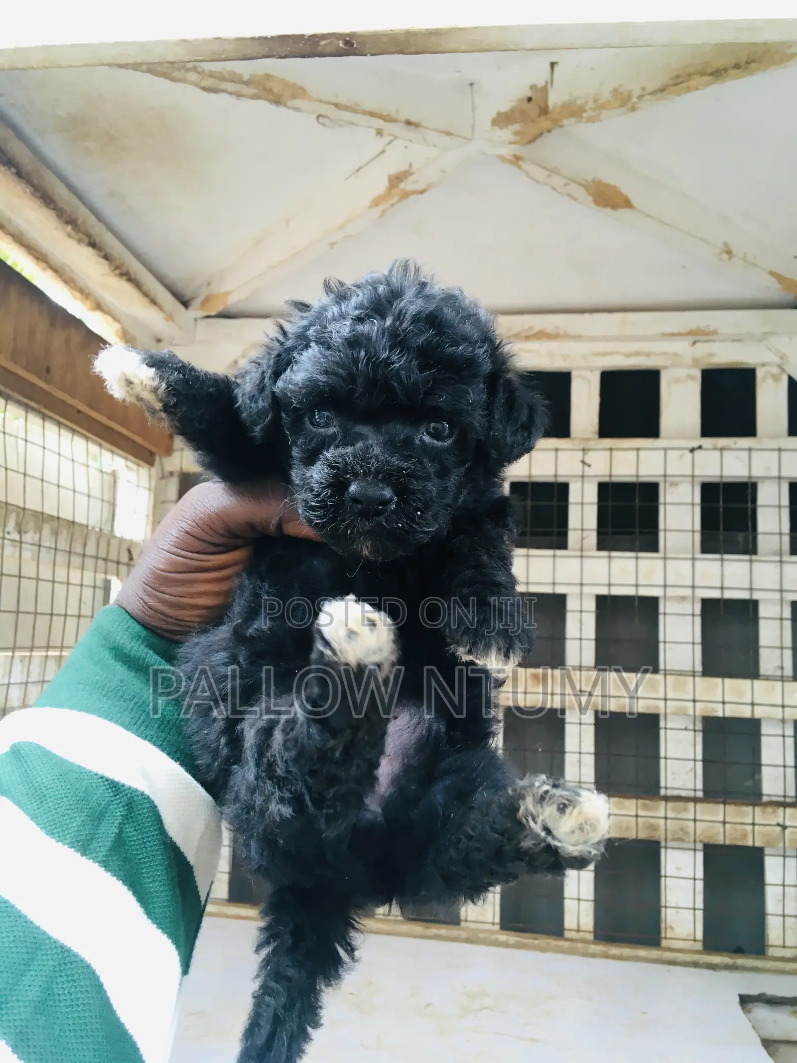 0-1 month Female Purebred Poodle