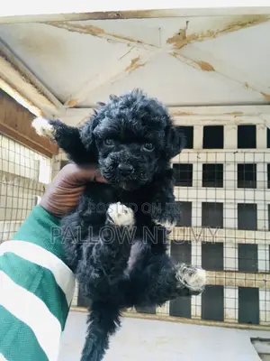 0-1 month Female Purebred Poodle
