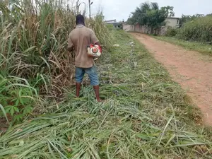 Weeding, Gutter Cleaning, Tree Trimming and Pruning
