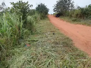 Weeding, Gutter Cleaning, Tree Trimming and Pruning