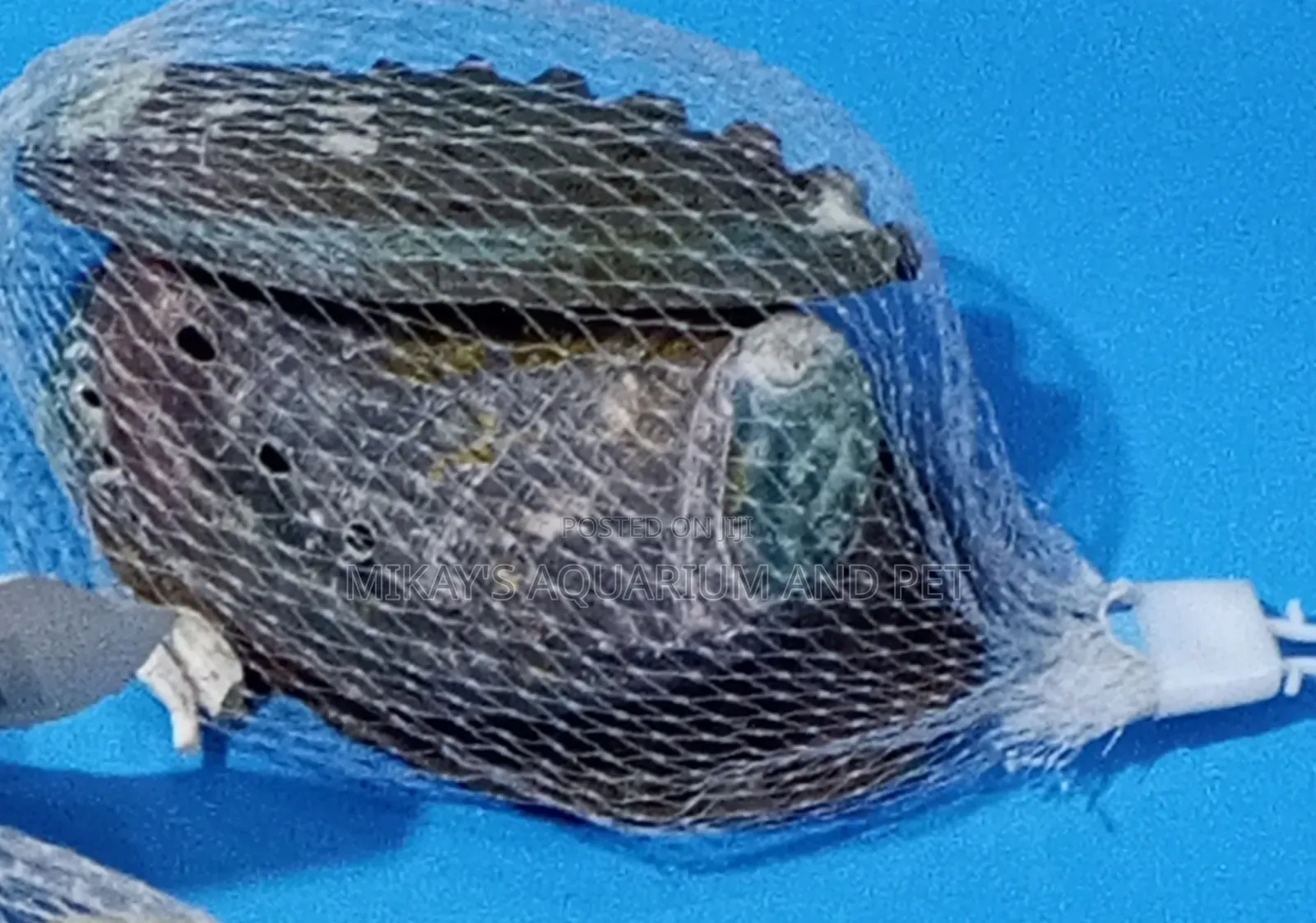 Shells For Aquarium