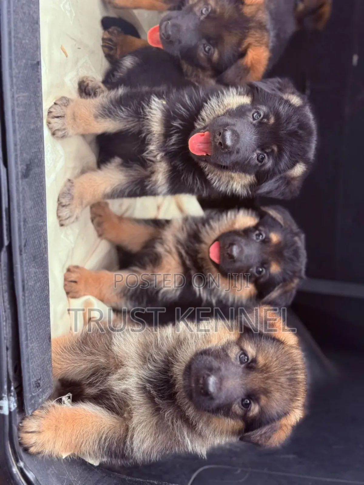 1-3 months Male Purebred German Shepherd