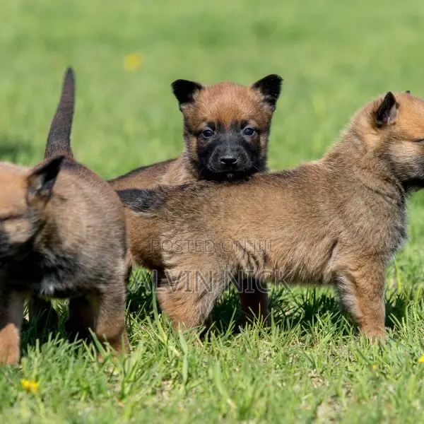 6-12 months Female Purebred Belgian Malinois