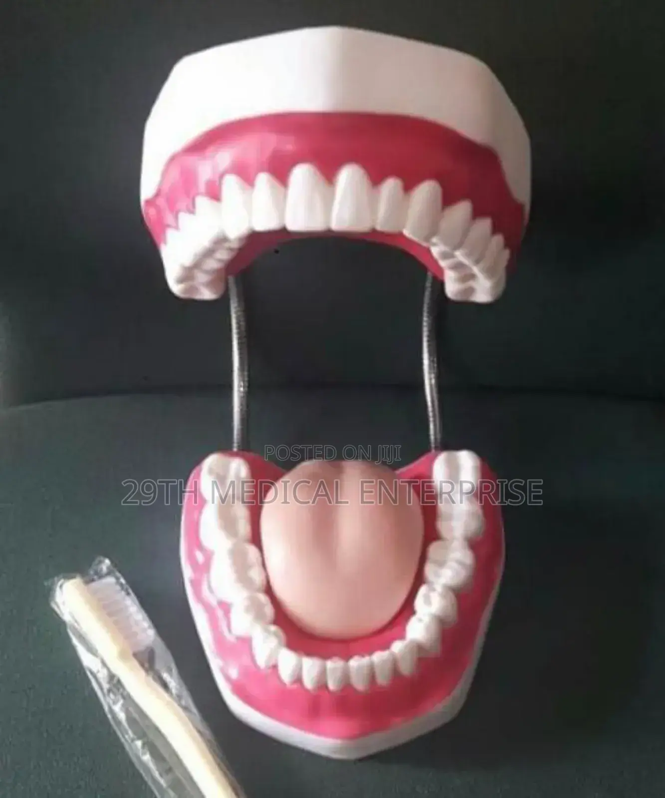 Teeth Model