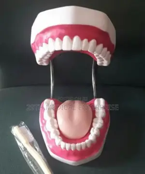 Teeth Model
