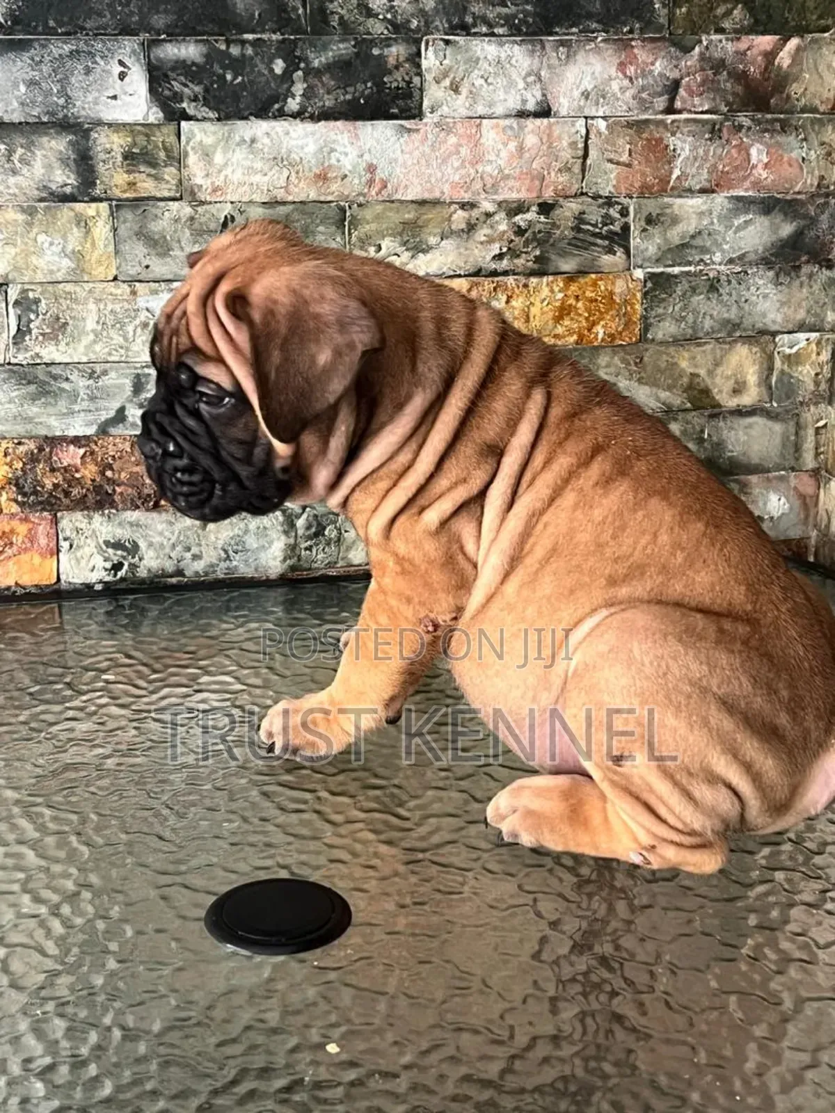 1-3 months Male Purebred Bullmastiff