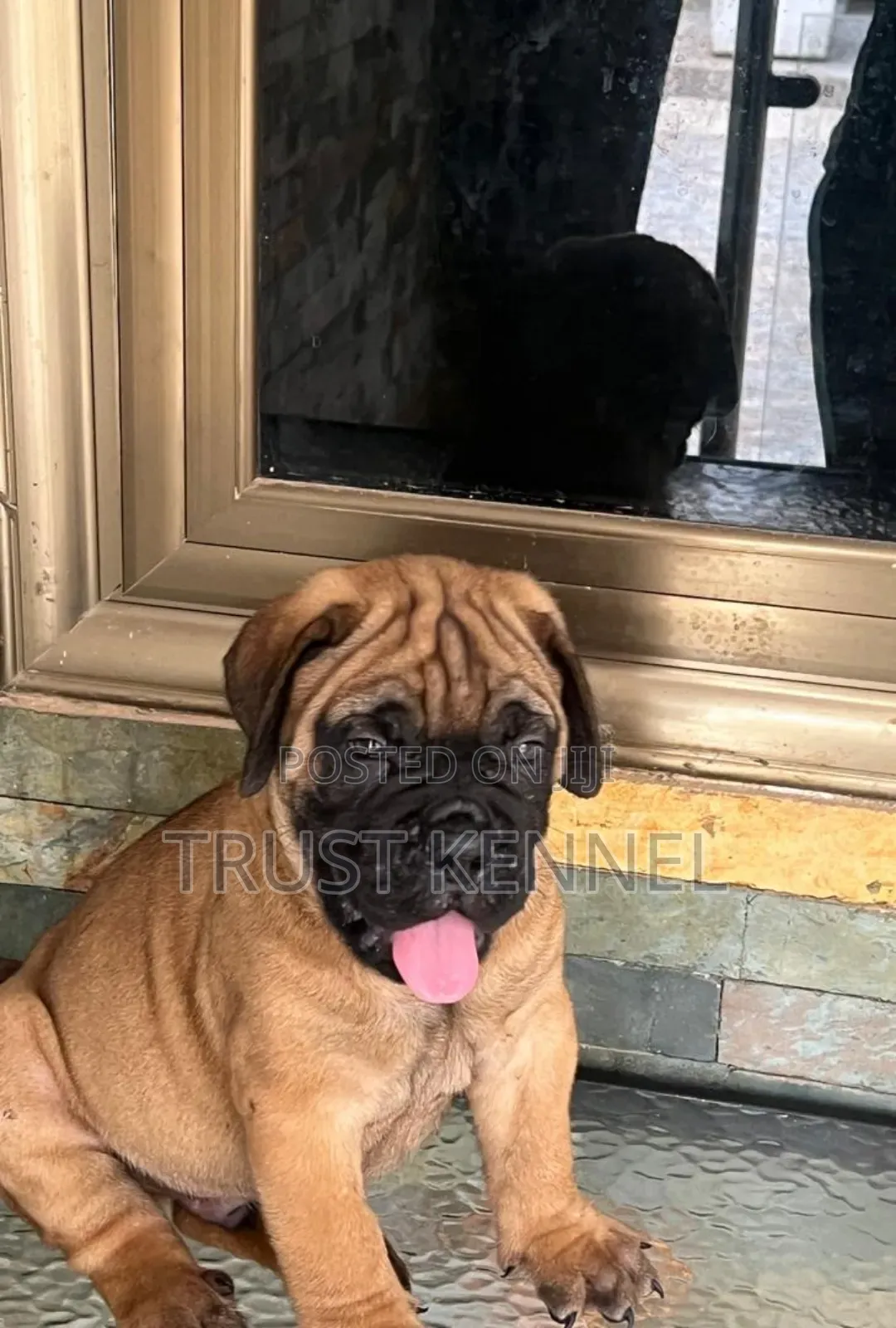 1-3 months Male Purebred Bullmastiff