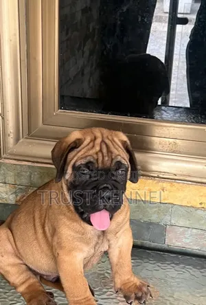 1-3 months Male Purebred Bullmastiff