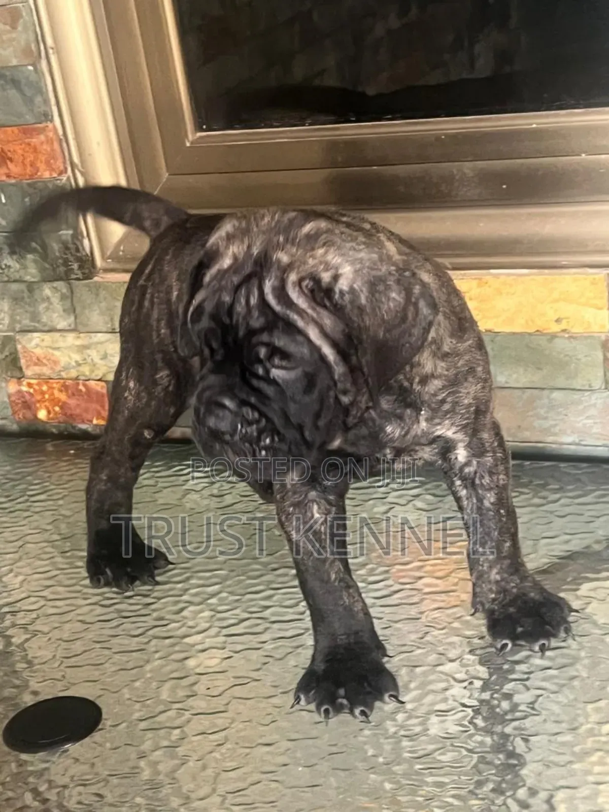 1-3 months Male Purebred Bullmastiff