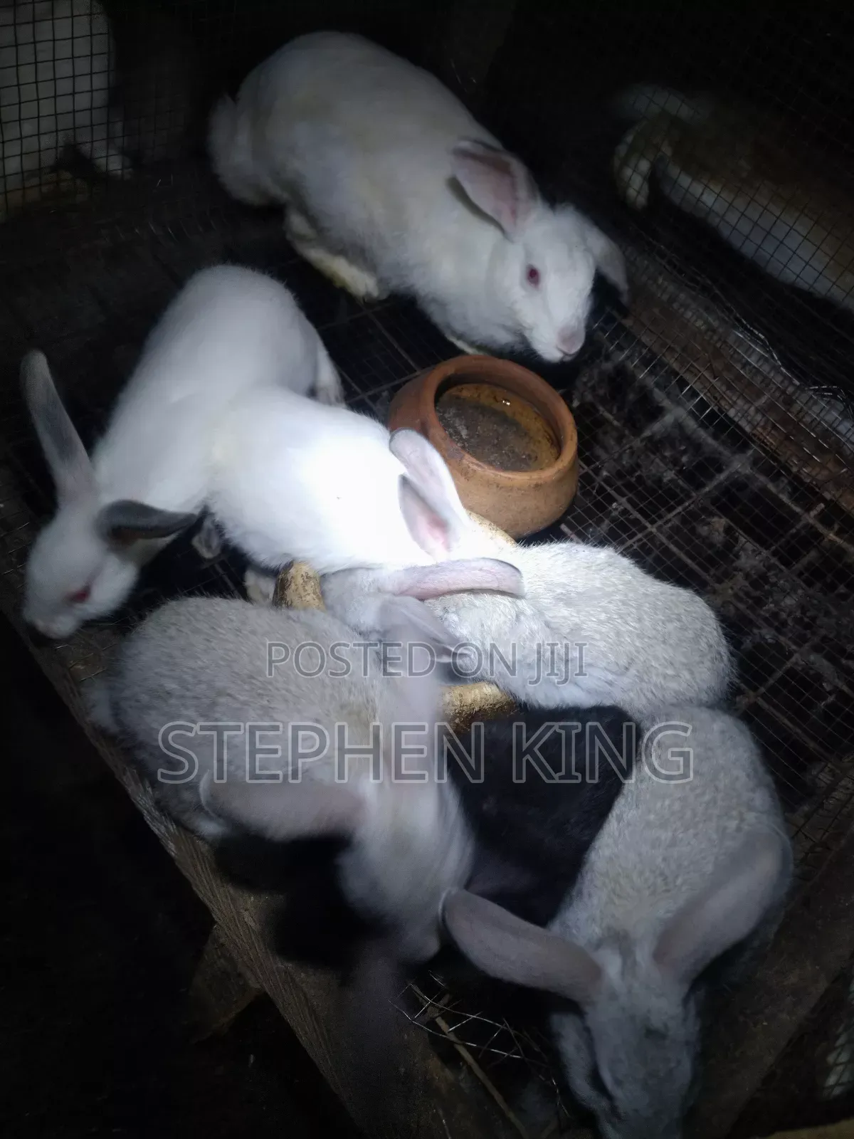 Rabbit For Sale To Beginners Farmers