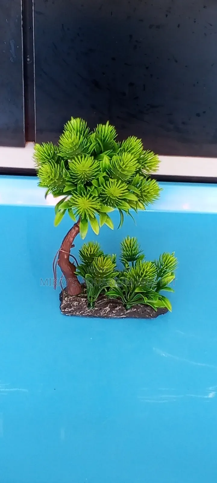 Plant for Aquarium