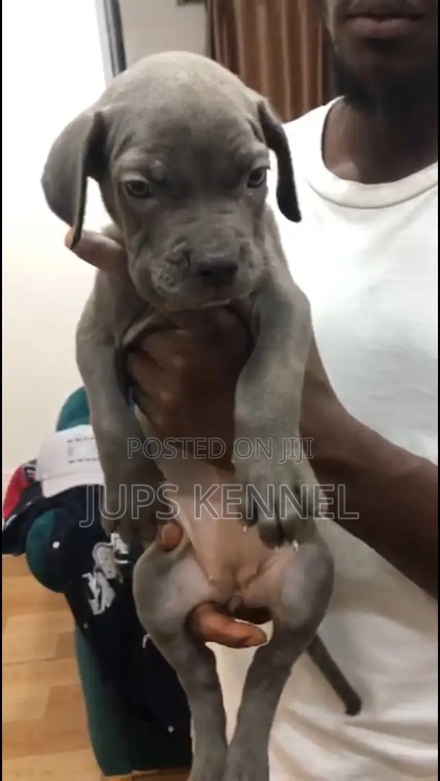 1-3 months Female Purebred Cane Corso