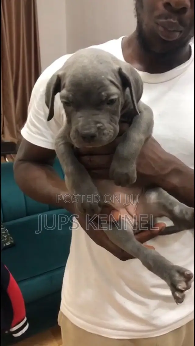 1-3 months Female Purebred Cane Corso