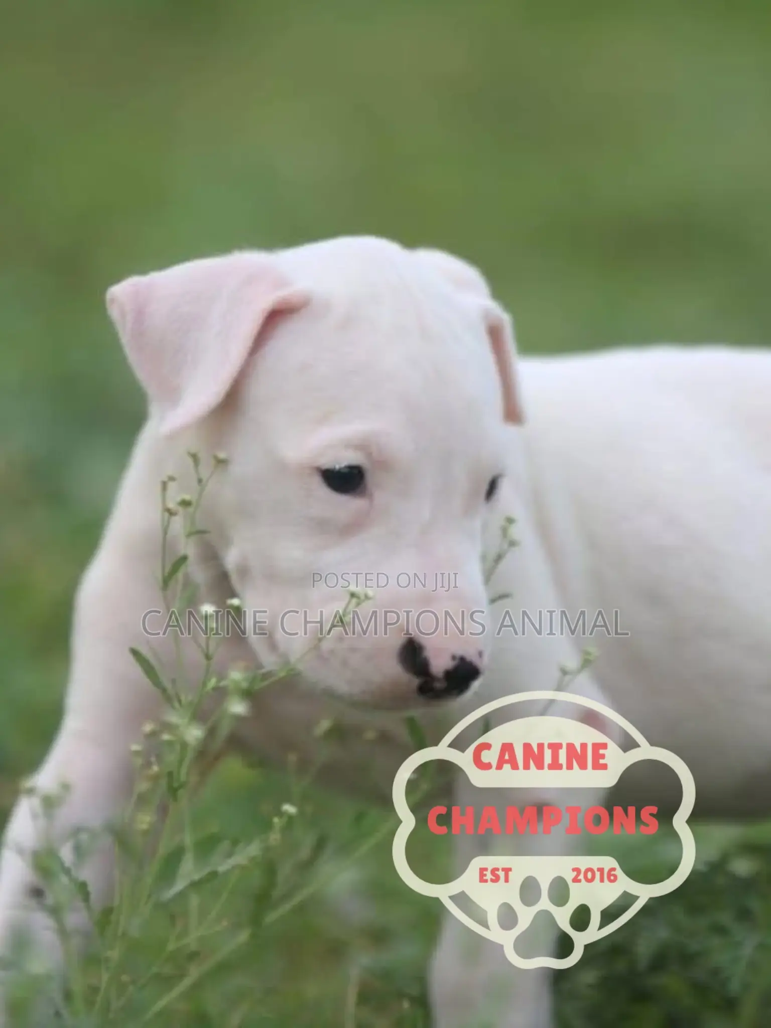 1-3 months Female Purebred Dogo Argentino