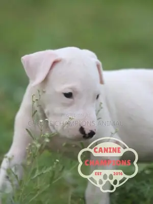 1-3 months Female Purebred Dogo Argentino