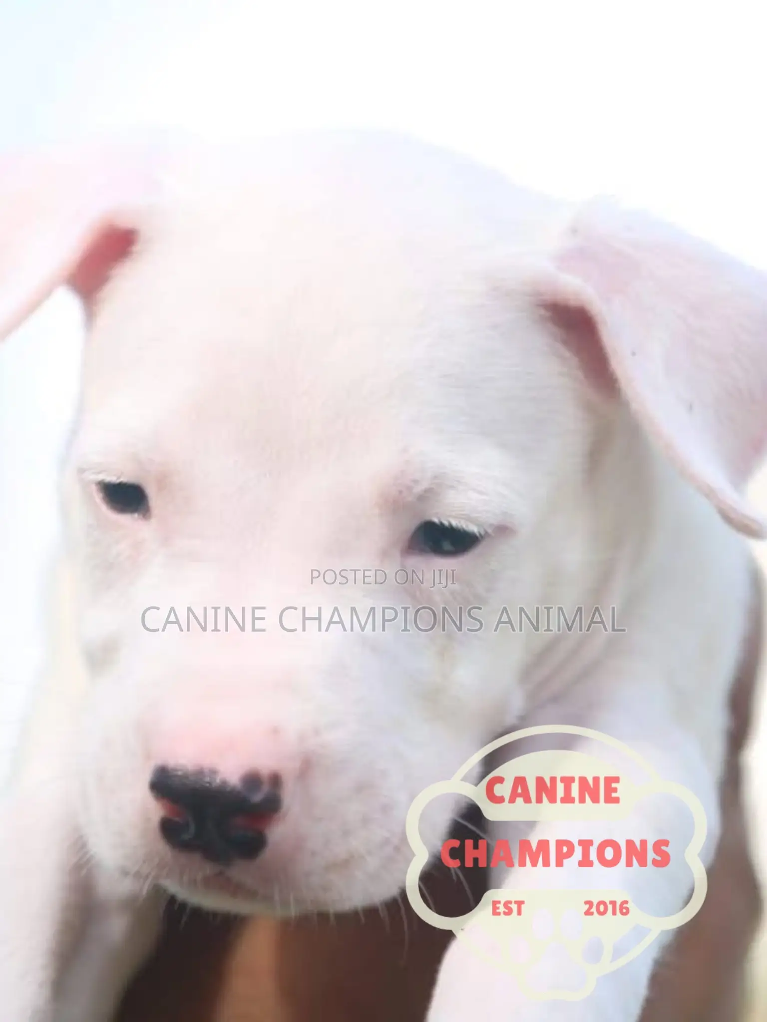 1-3 months Female Purebred Dogo Argentino