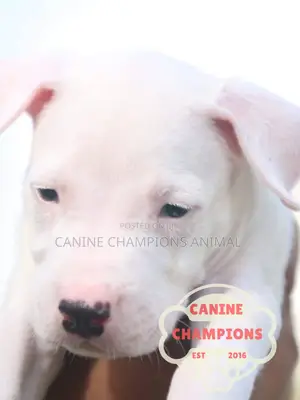 1-3 months Female Purebred Dogo Argentino