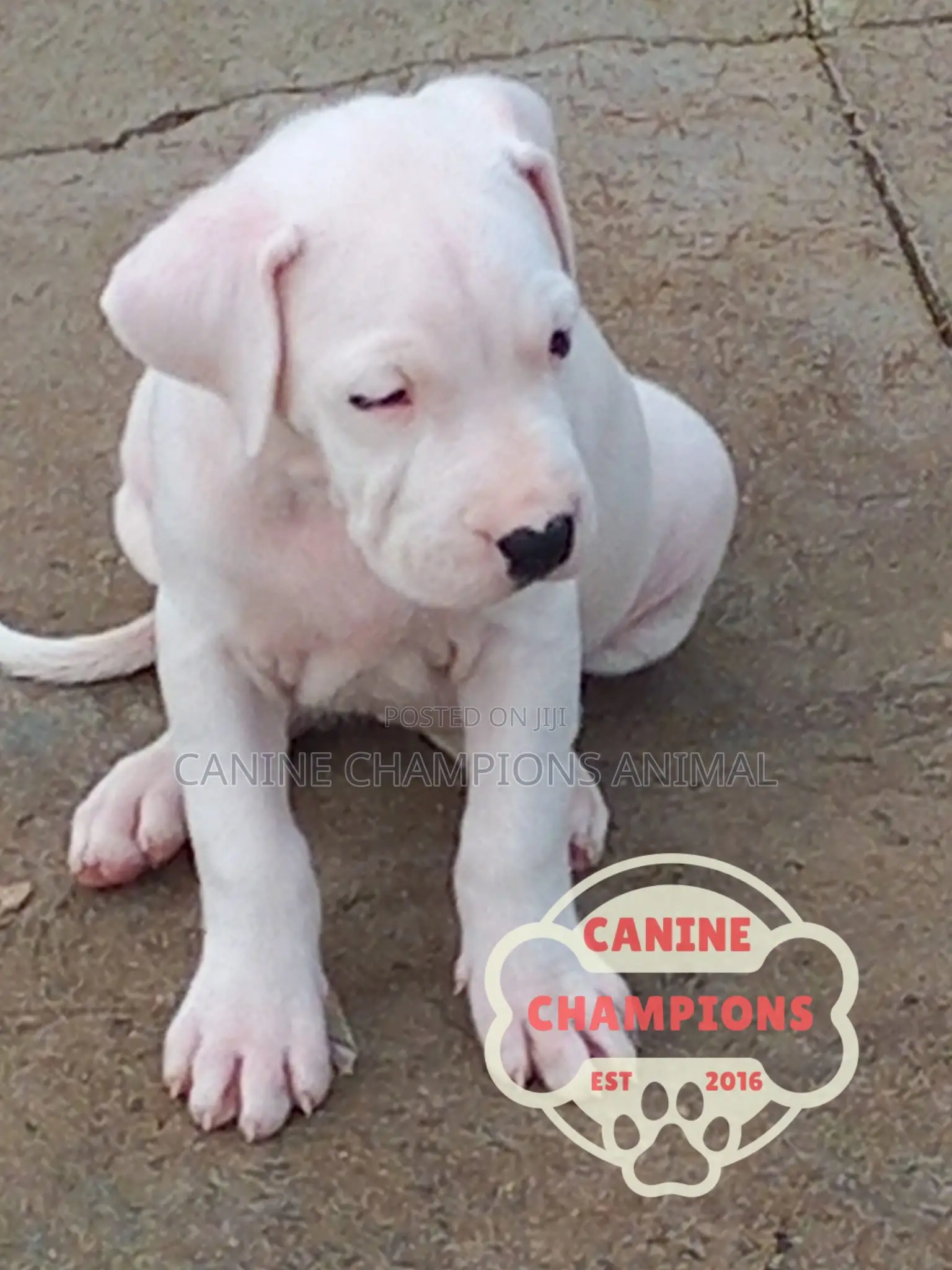 1-3 months Female Purebred Dogo Argentino
