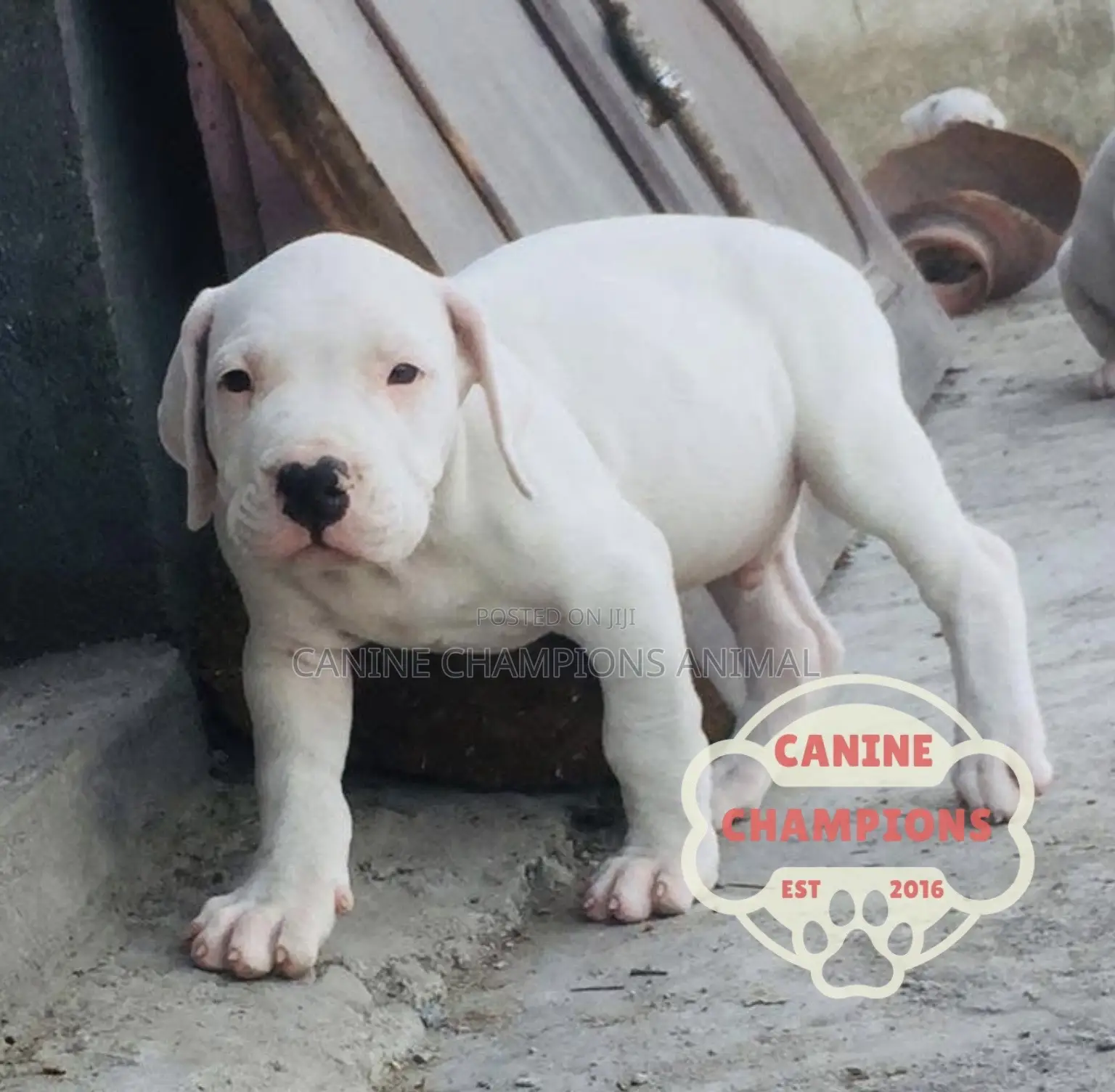 1-3 months Female Purebred Dogo Argentino