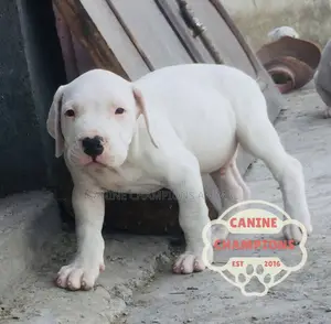 1-3 months Female Purebred Dogo Argentino