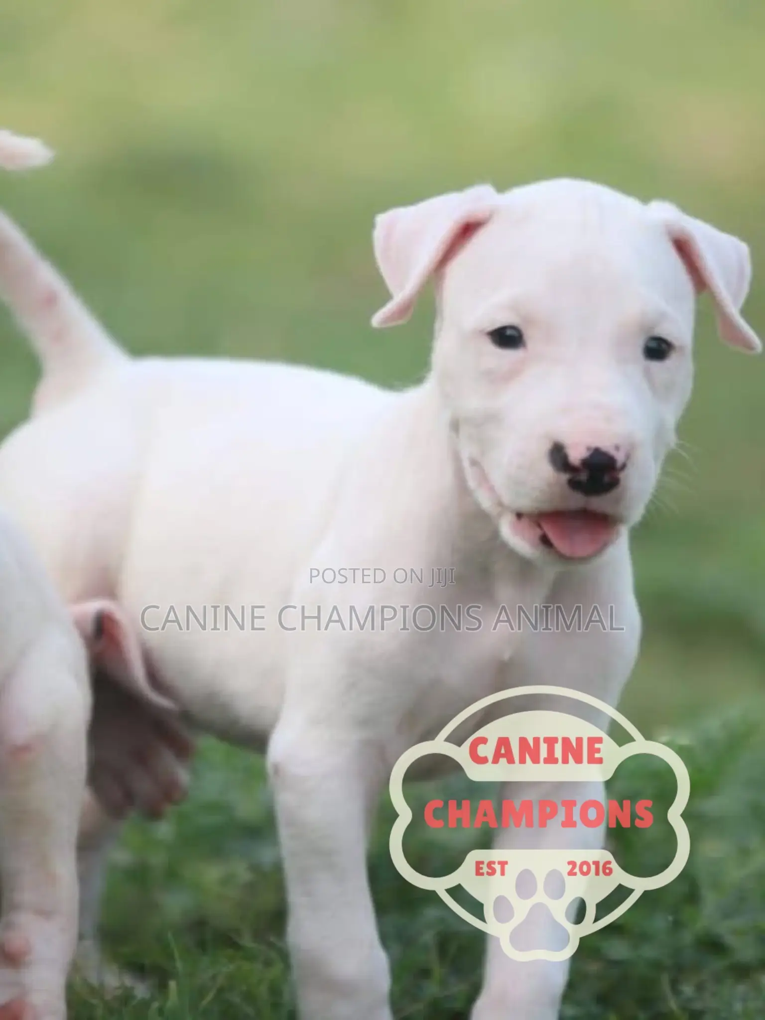 1-3 months Female Purebred Dogo Argentino