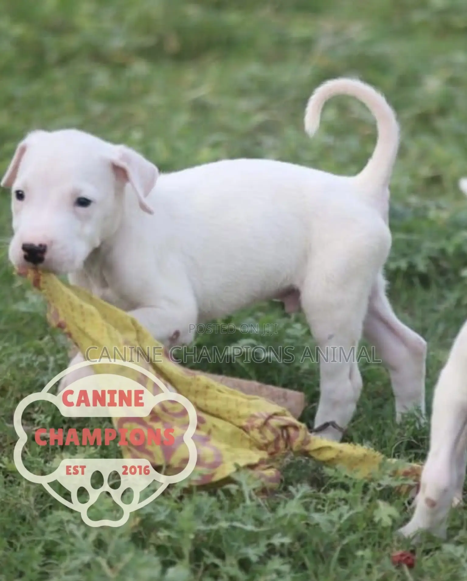 1-3 months Female Purebred Dogo Argentino