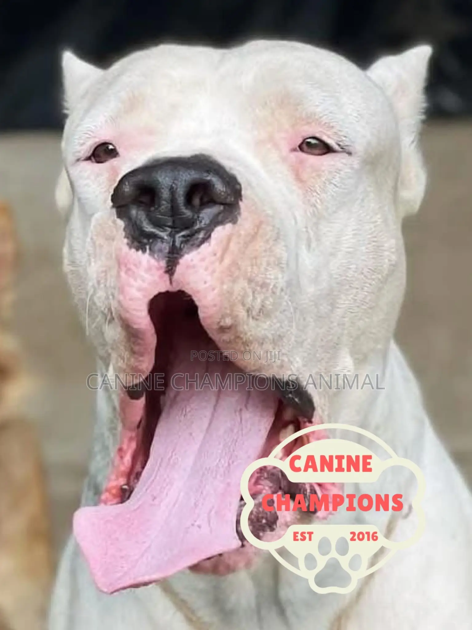 1-3 months Female Purebred Dogo Argentino