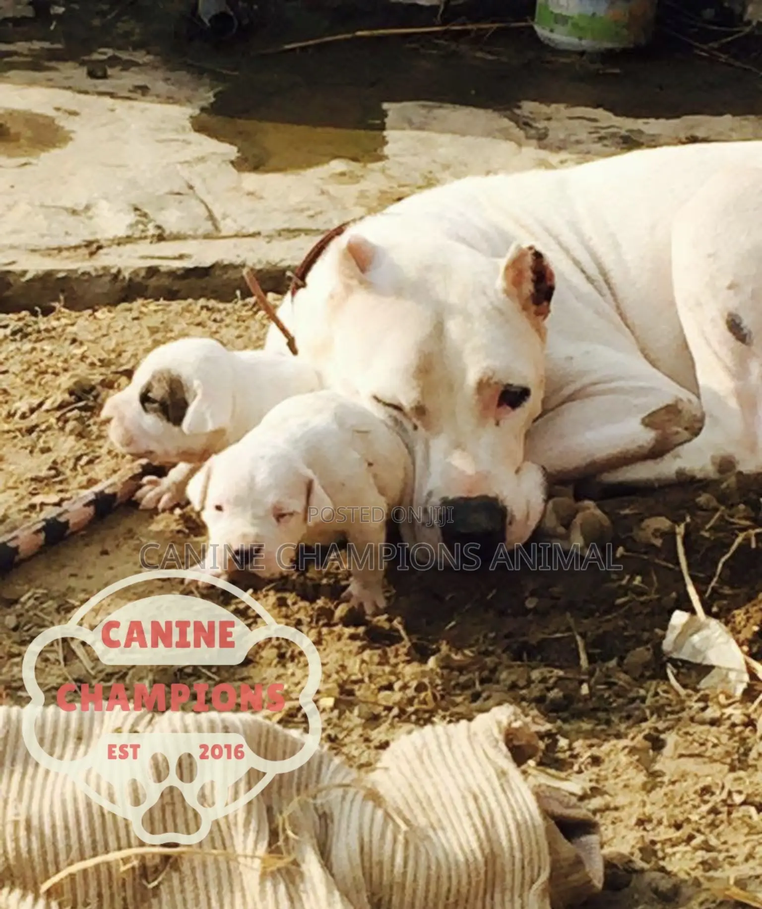 1-3 months Female Purebred Dogo Argentino