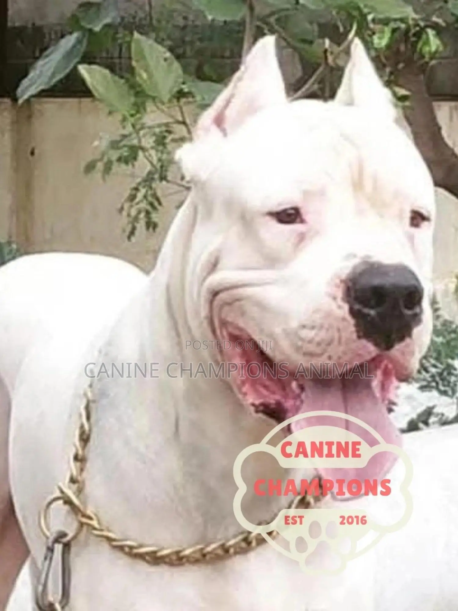 1-3 months Female Purebred Dogo Argentino