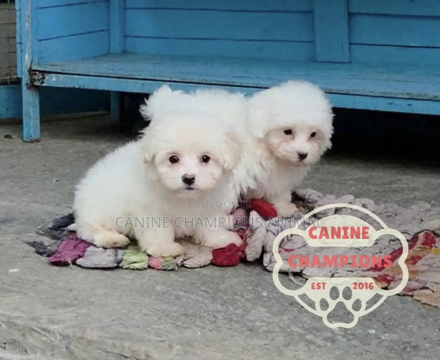 1-3 months Female Purebred Poodle