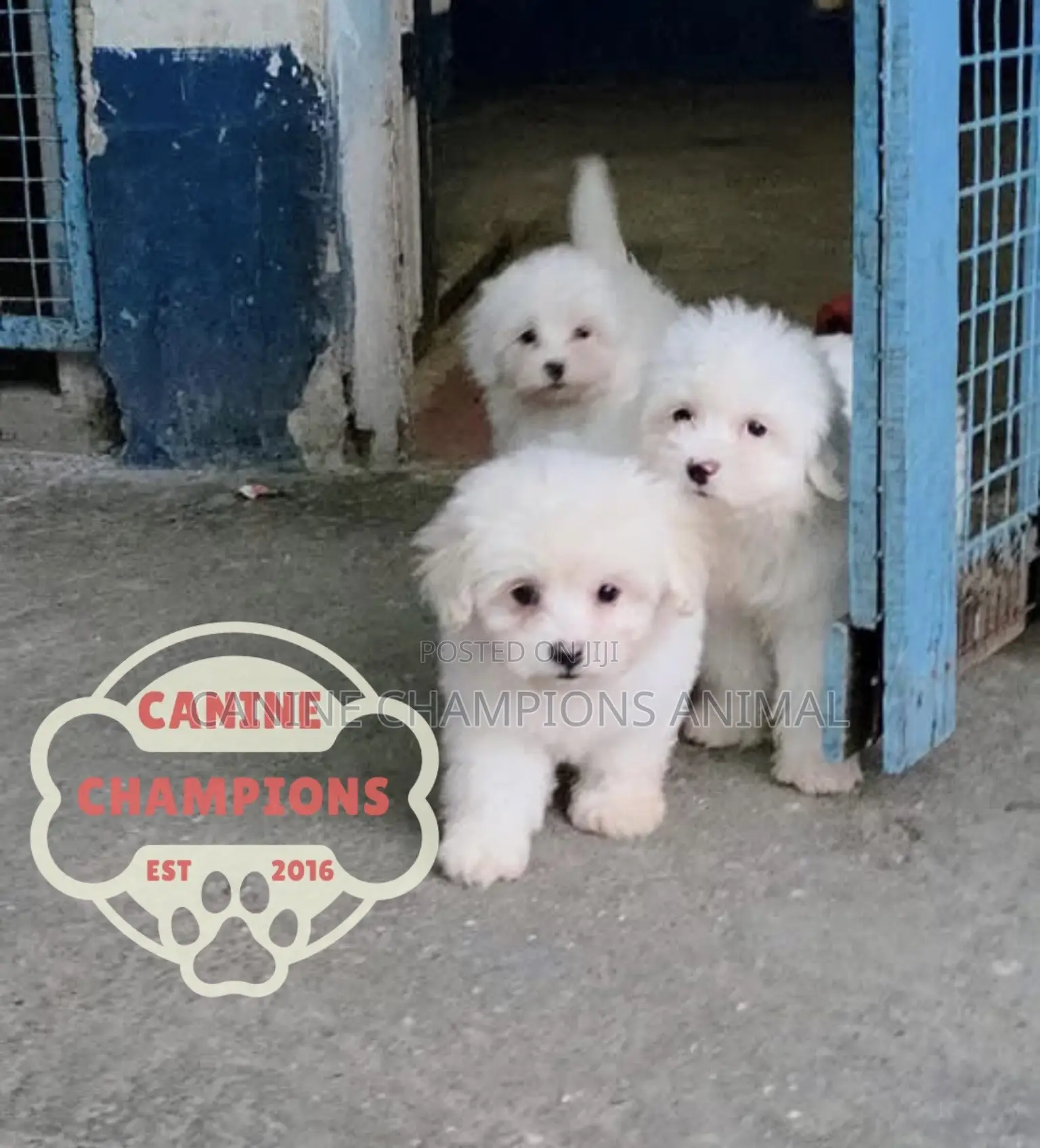 1-3 months Female Purebred Poodle