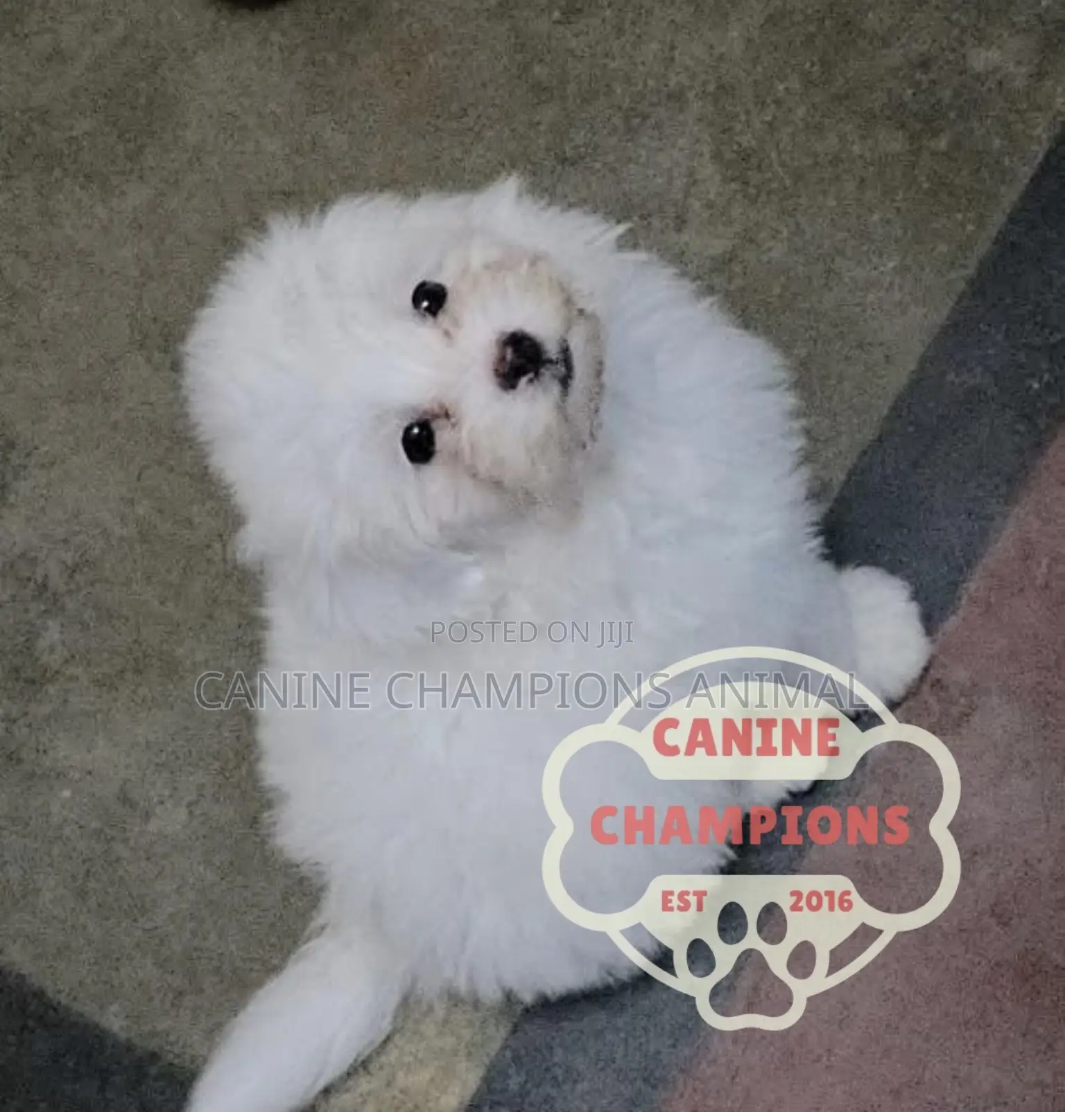 1-3 months Female Purebred Poodle