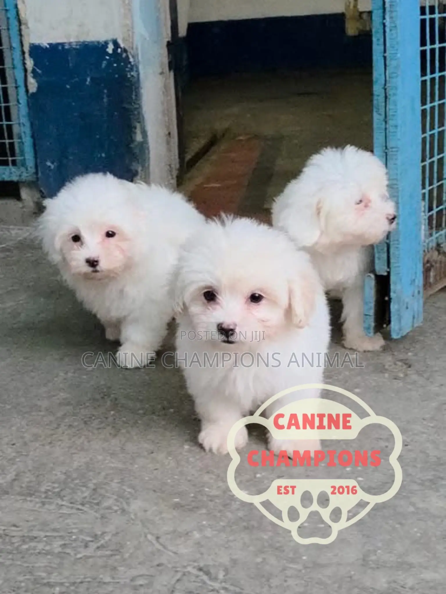 1-3 months Female Purebred Poodle