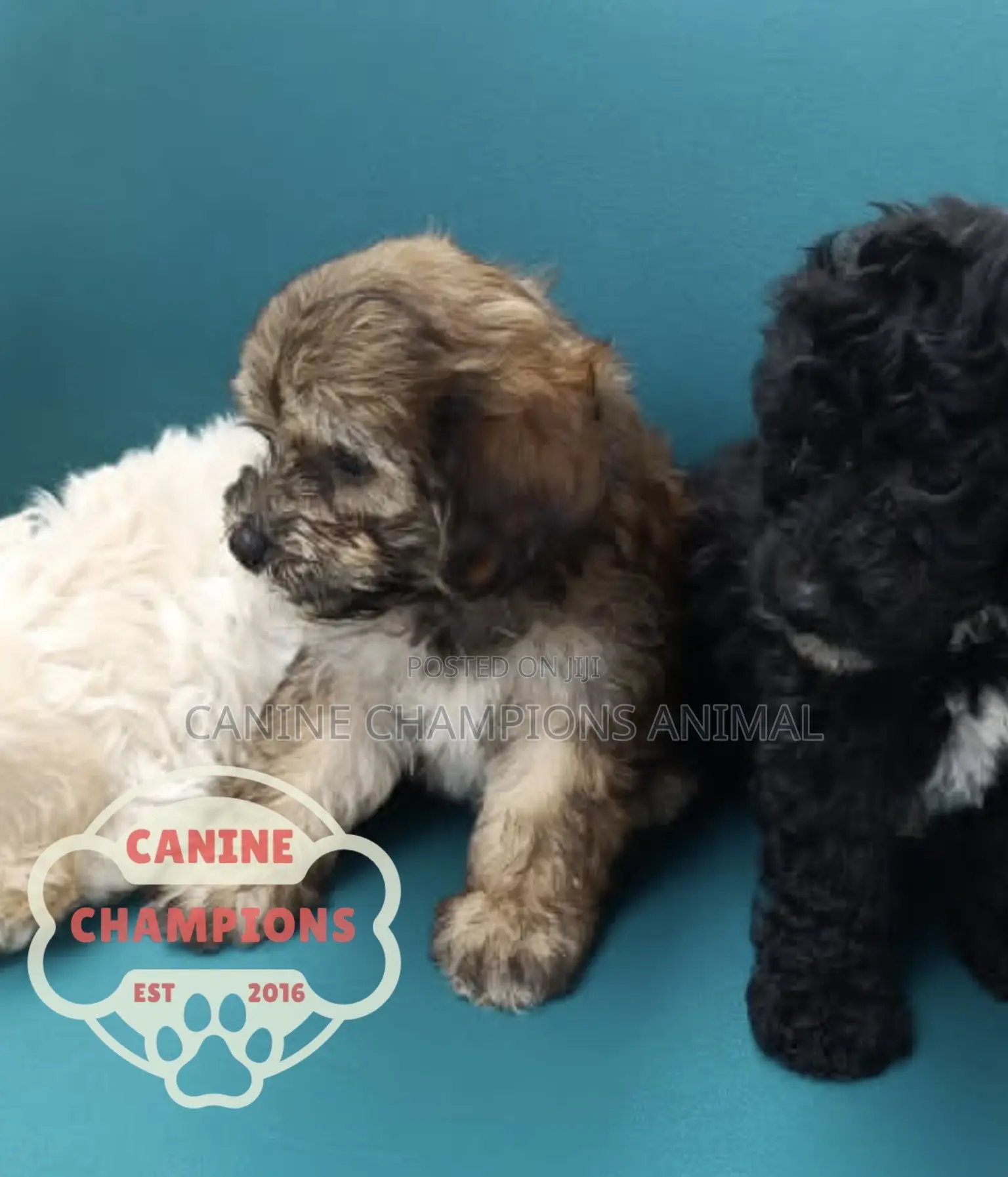 1-3 months Female Purebred Poodle