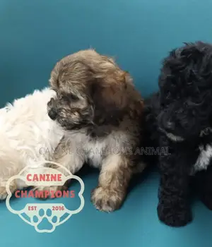 1-3 months Female Purebred Poodle