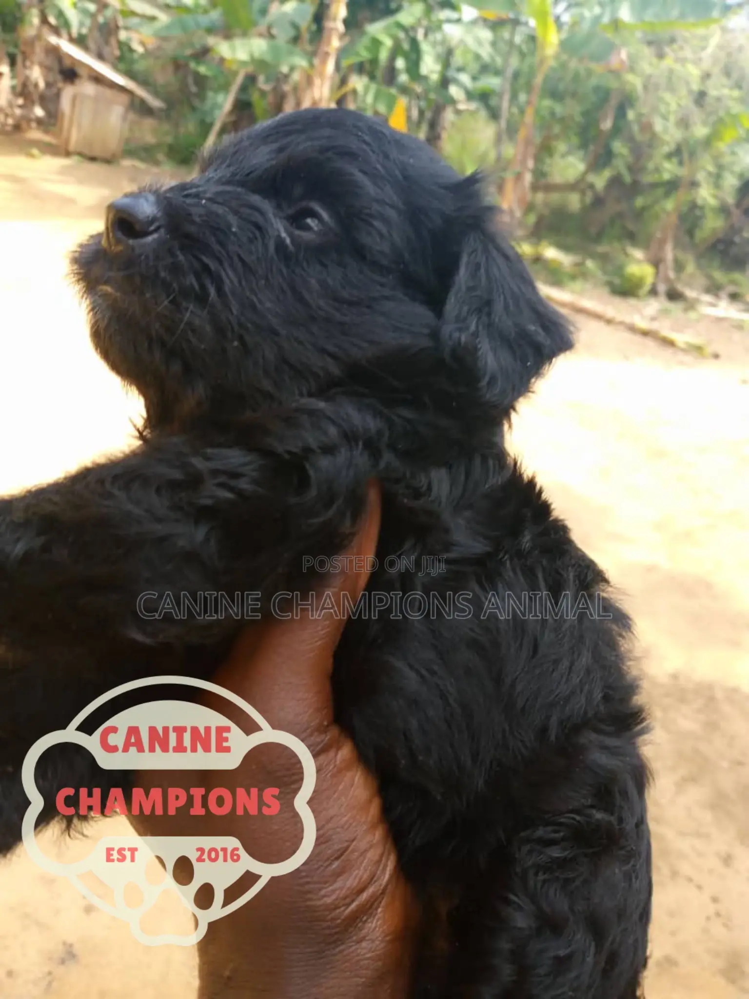 1-3 months Female Purebred Poodle