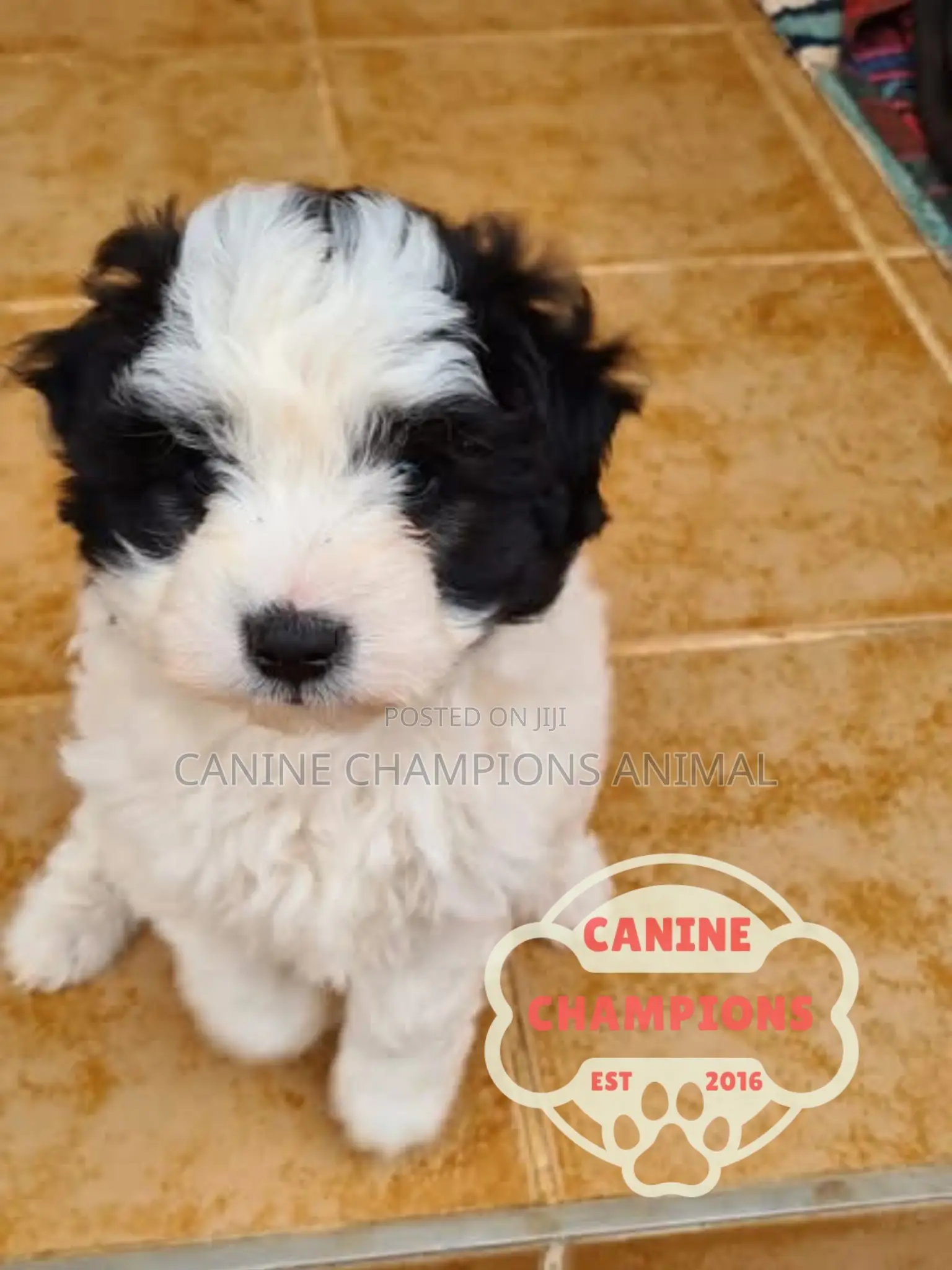 1-3 months Female Purebred Poodle