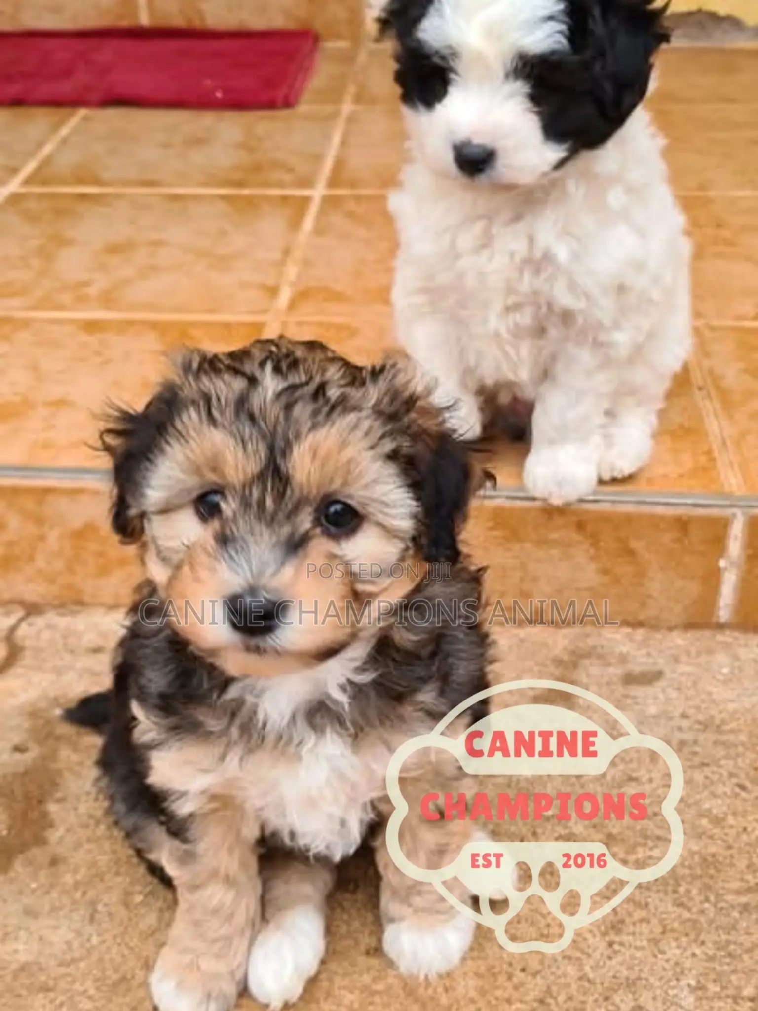 1-3 months Female Purebred Poodle
