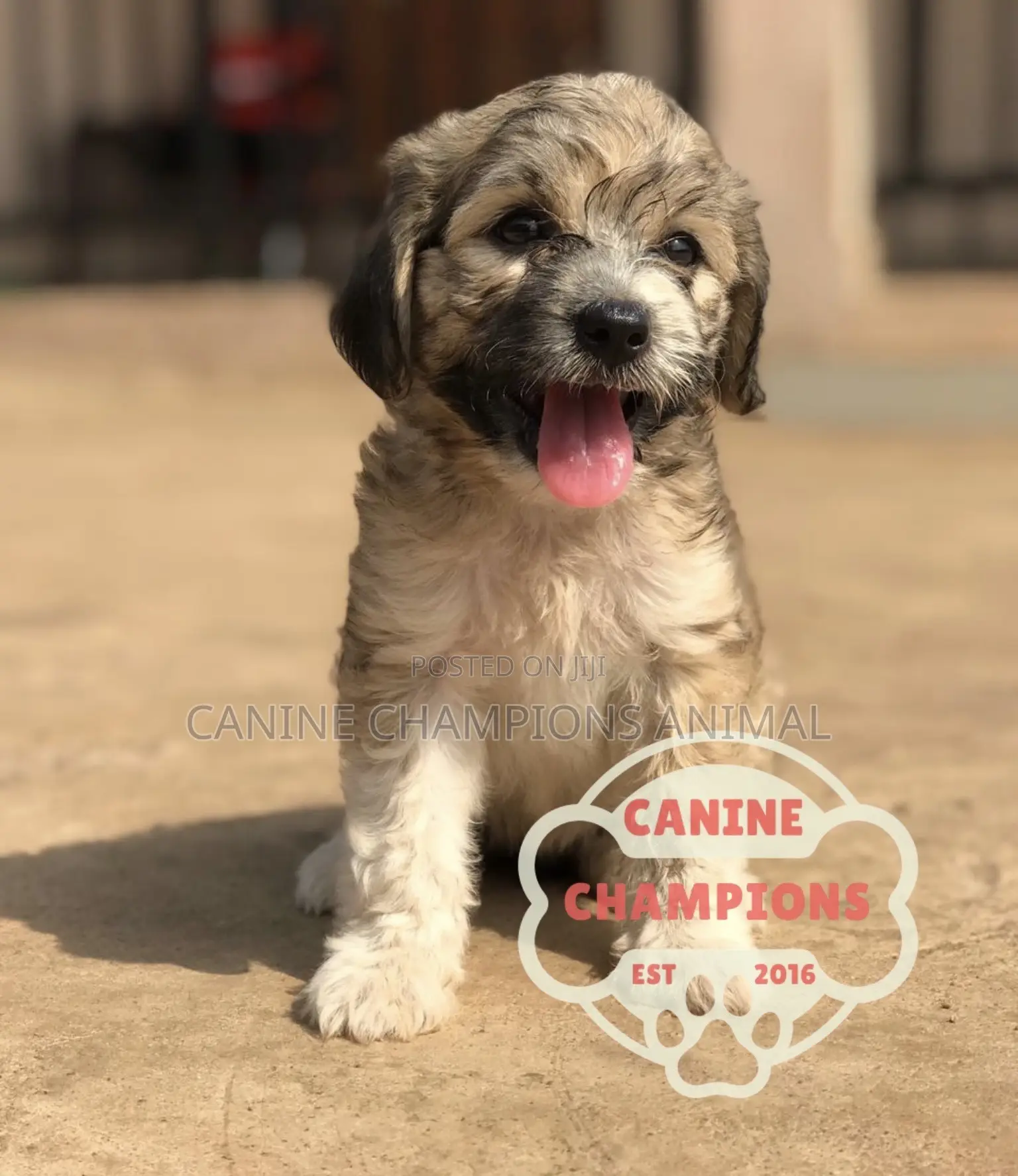 1-3 months Female Purebred Poodle