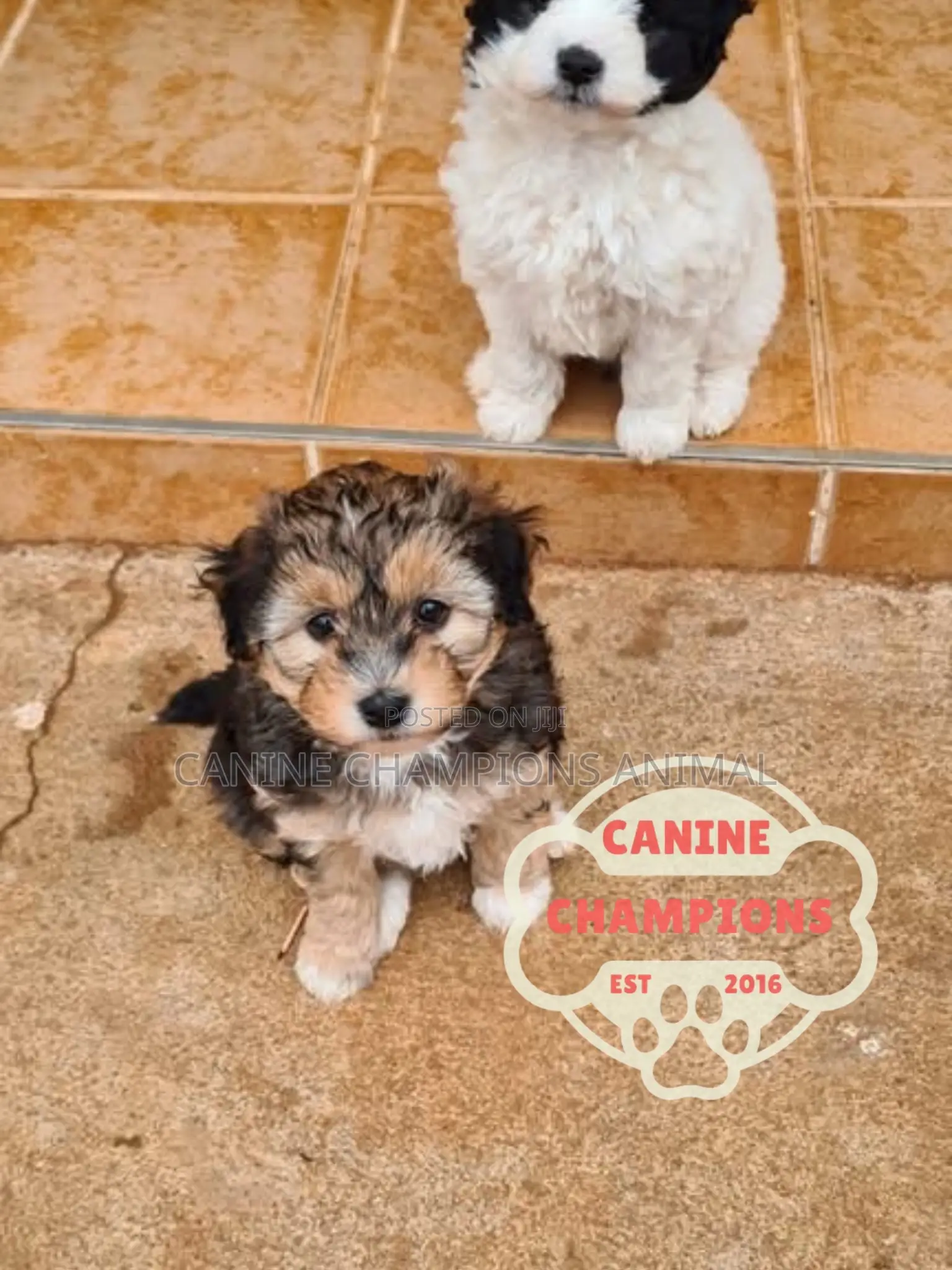 1-3 months Female Purebred Poodle