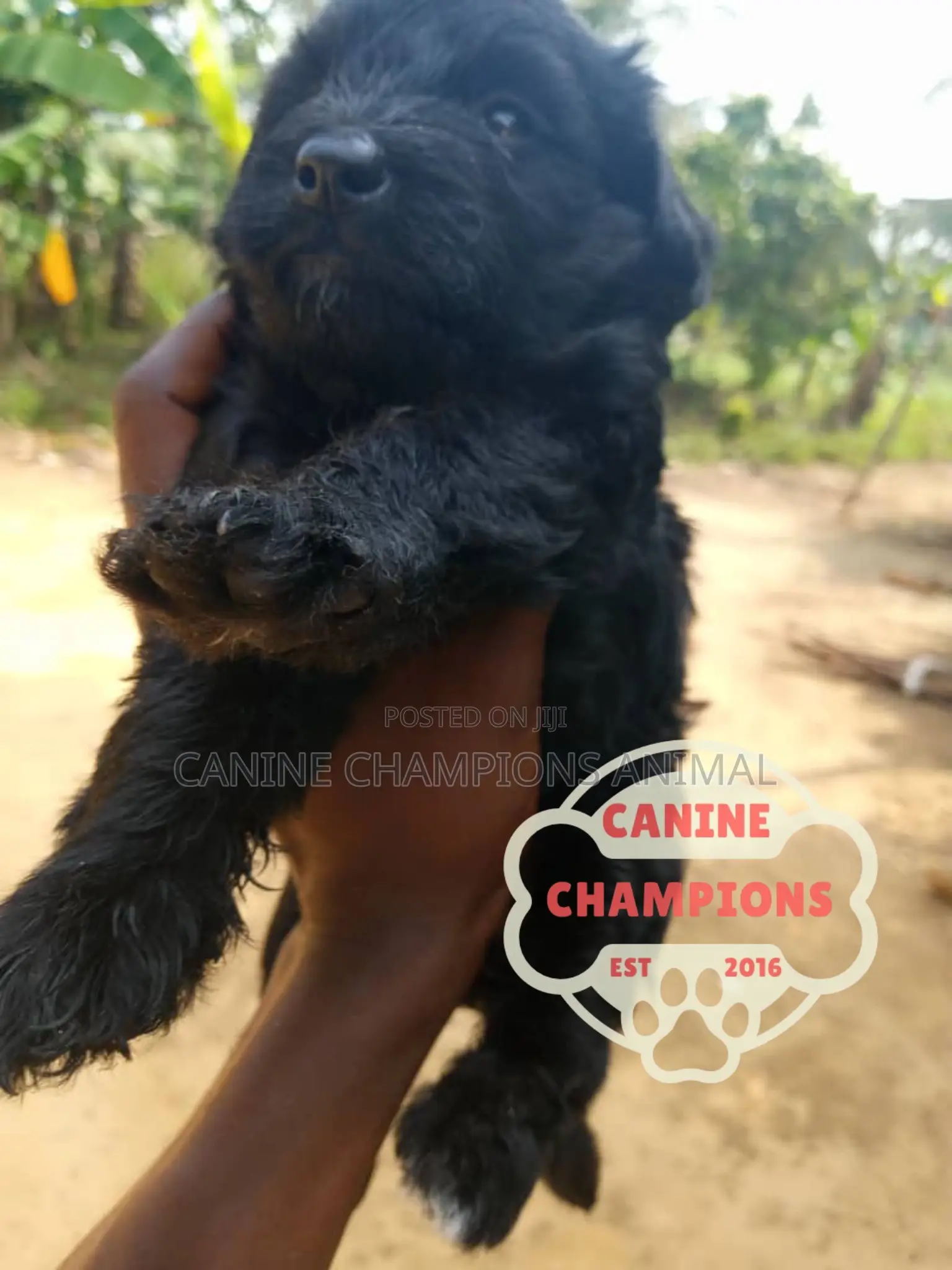 1-3 months Female Purebred Poodle
