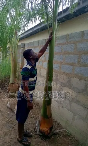 Matured Royal Palm