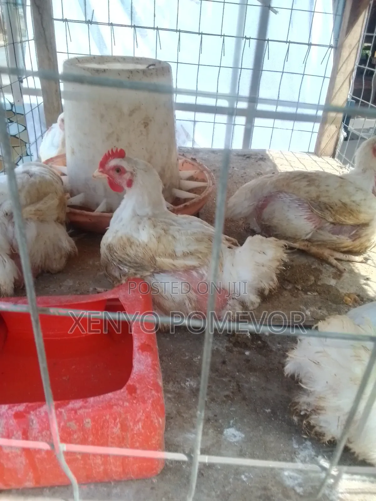 Broilers for Sale