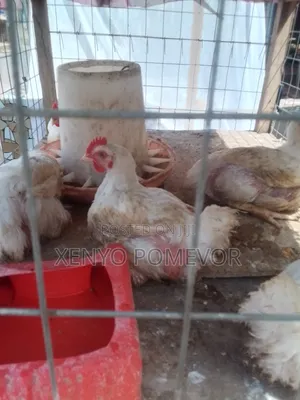 Broilers for Sale