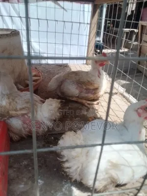 Broilers for Sale
