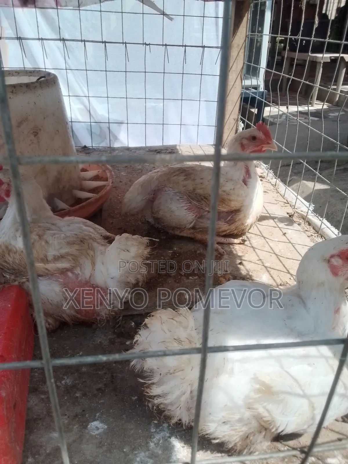 Broilers for Sale