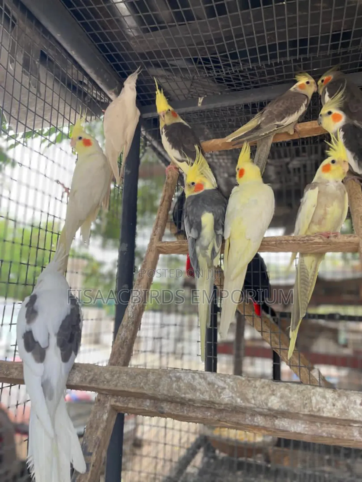 Cockatiels Different Colors.